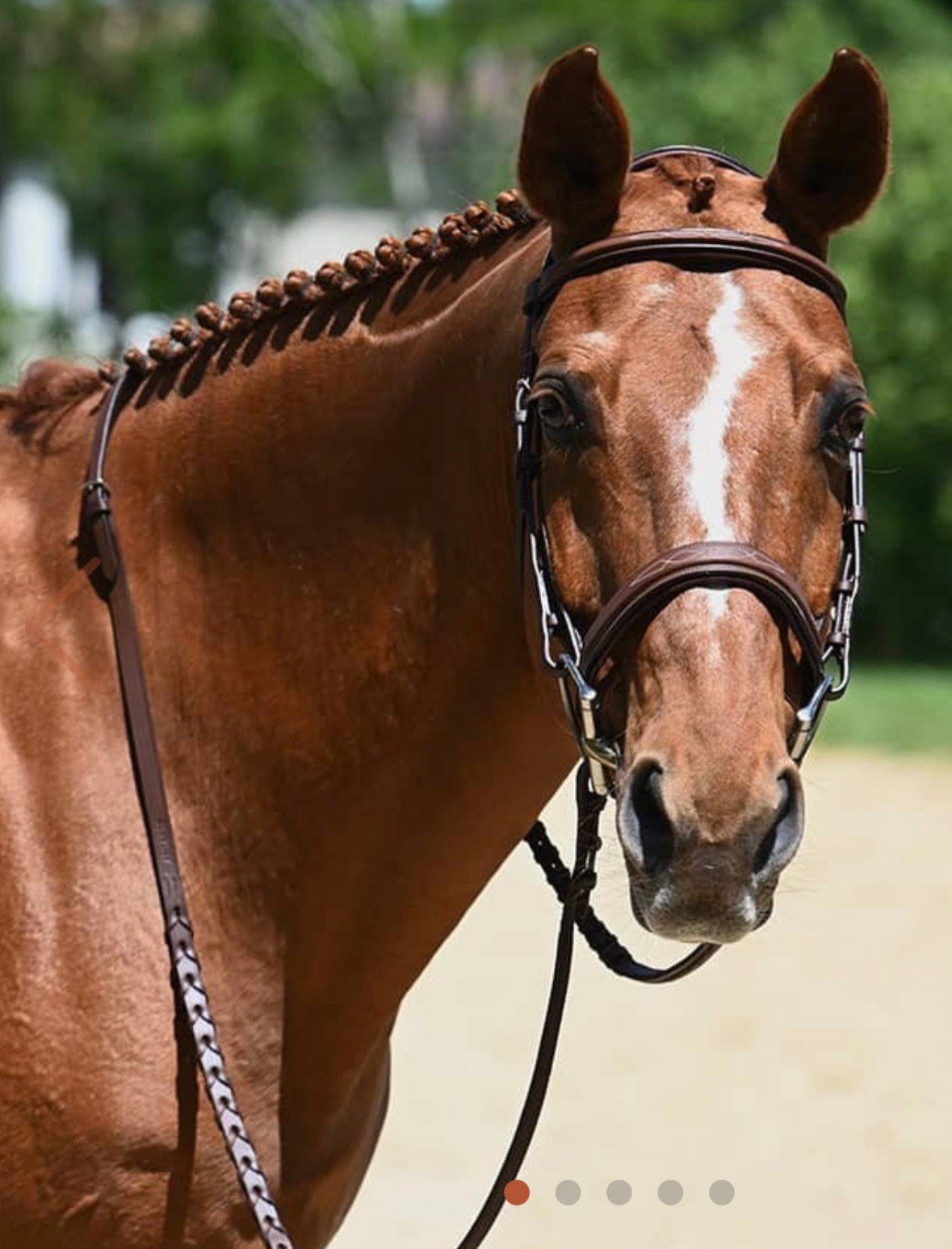 Antares Origin Hunter Bridle