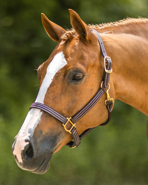 Walsh British Halter